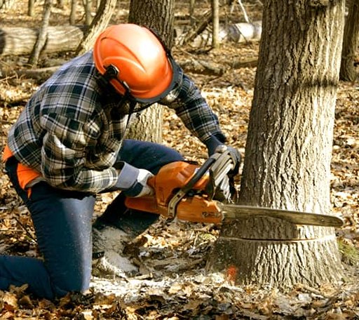 Tree Removal in Pride, LA
